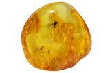 Detailed Fossil Fly (Diptera) In Baltic Amber #90776-1